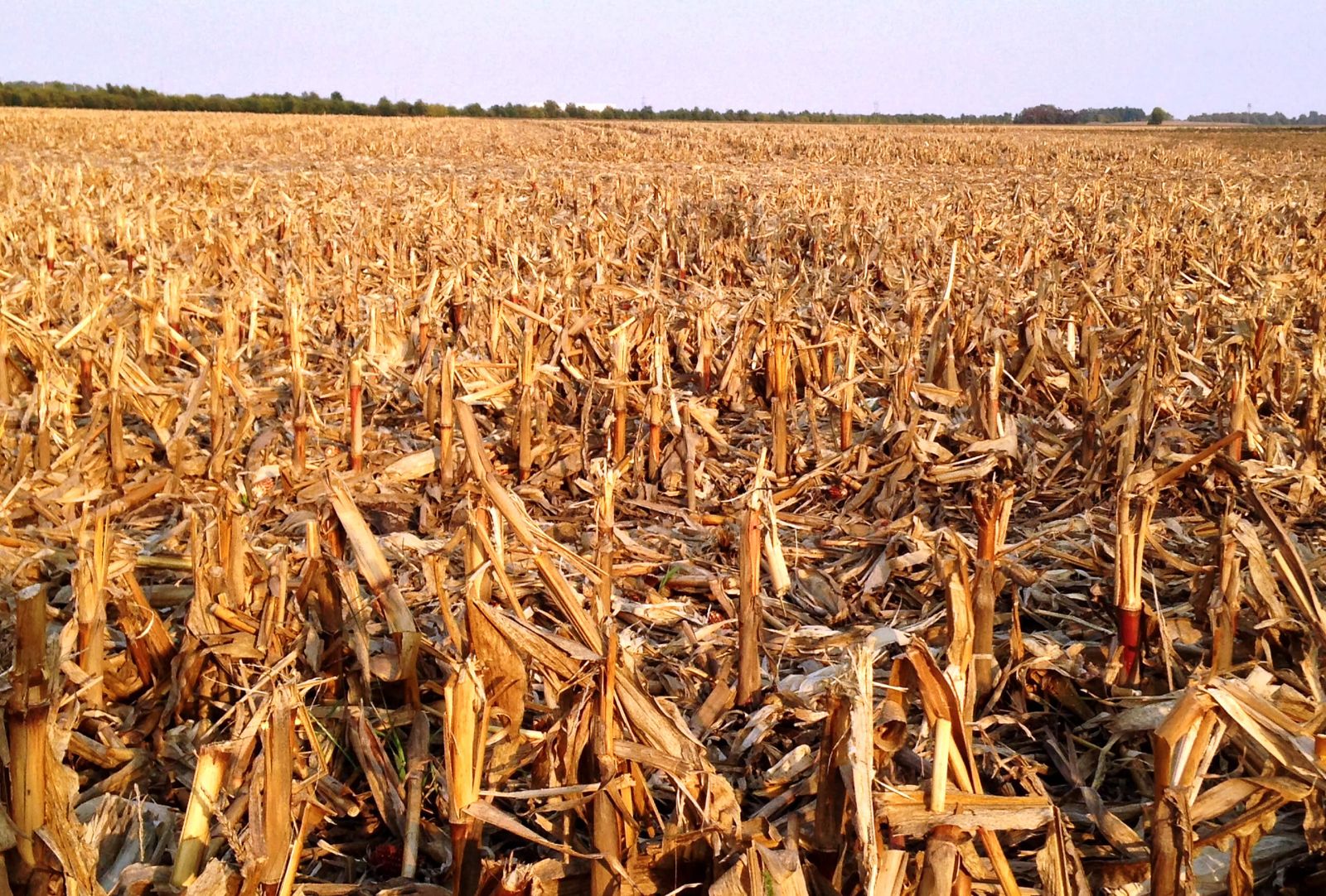 A harvested field strewn with corn stover and crop residue