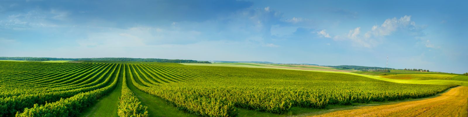 Rolling green farmland at the horizon